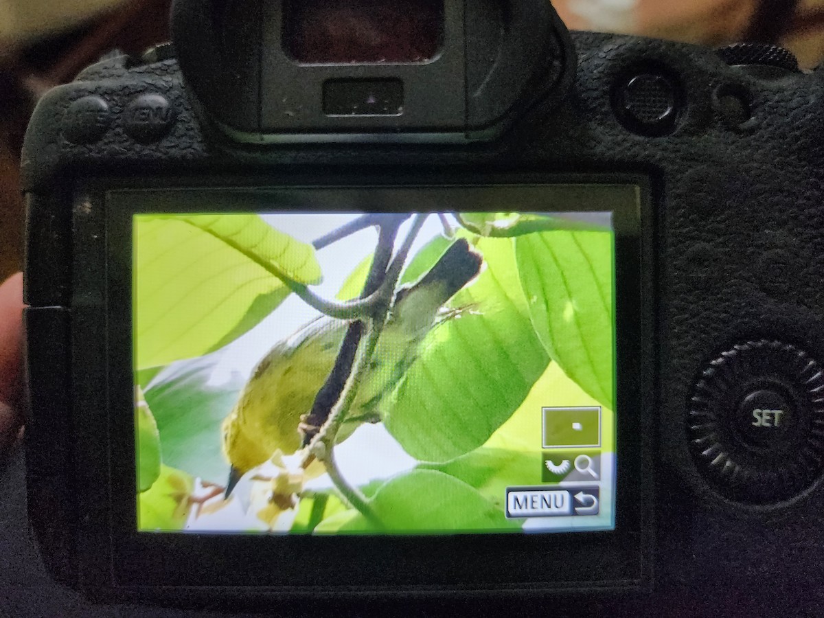 Leyte Plumed-Warbler - ML636806254