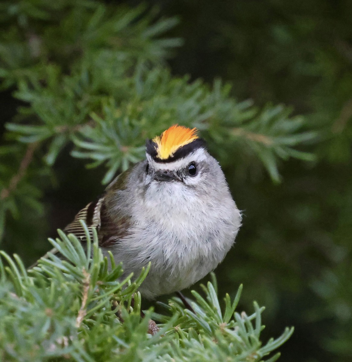 Golden-crowned Kinglet - ML636806267