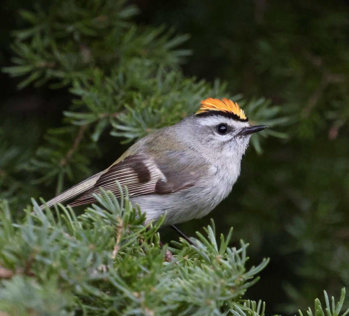 Golden-crowned Kinglet - ML636806268