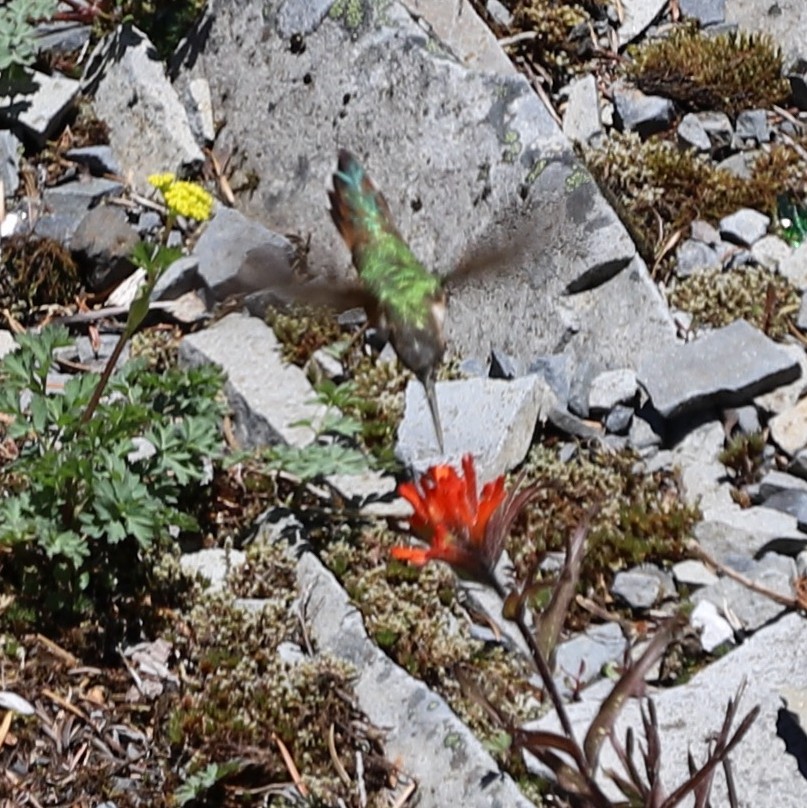 Rufous Hummingbird - ML636806269