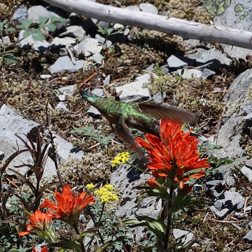 Rufous Hummingbird - ML636806270