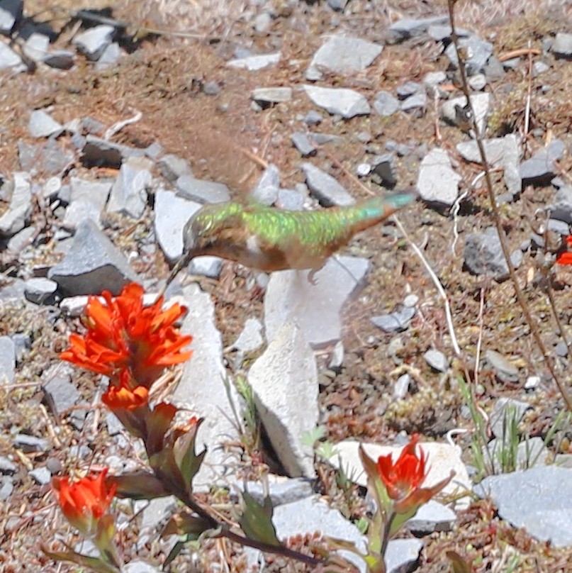 Rufous Hummingbird - ML636806271