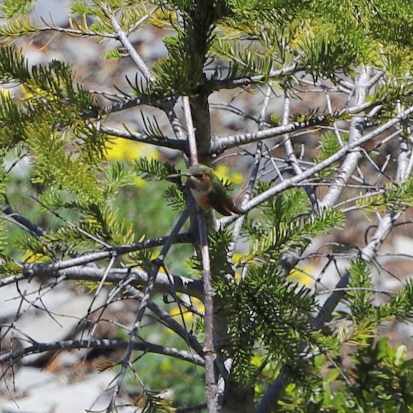 Rufous Hummingbird - ML636806272