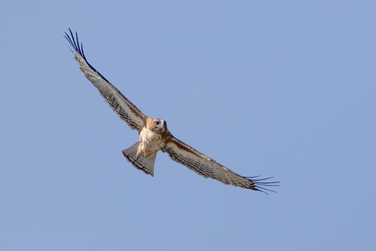 Little Eagle - ML636806285