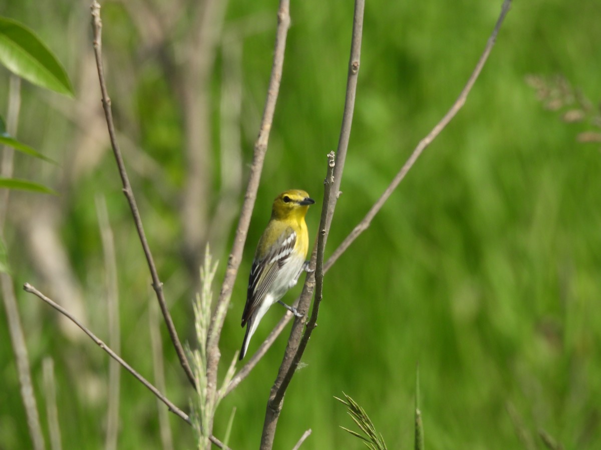 Yellow-throated Vireo - ML636806293