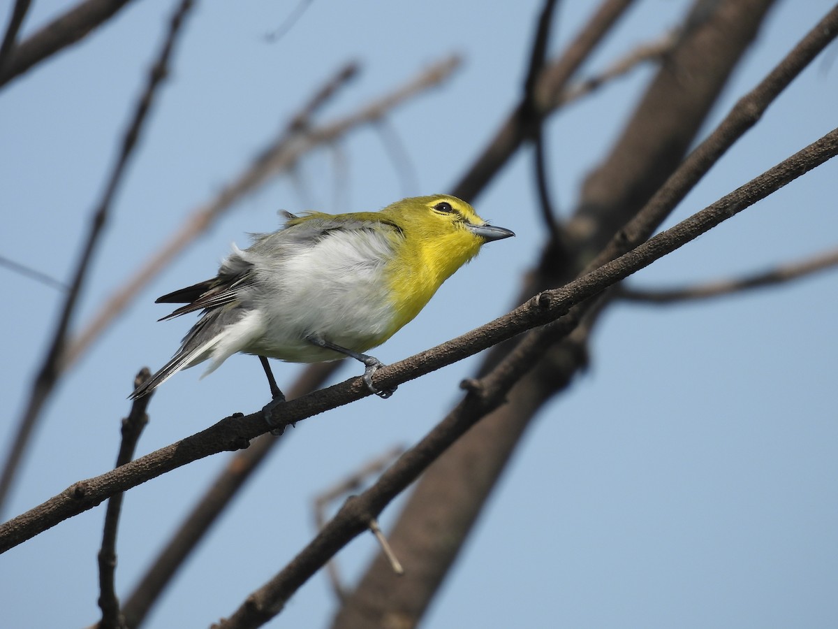 Yellow-throated Vireo - ML636806296