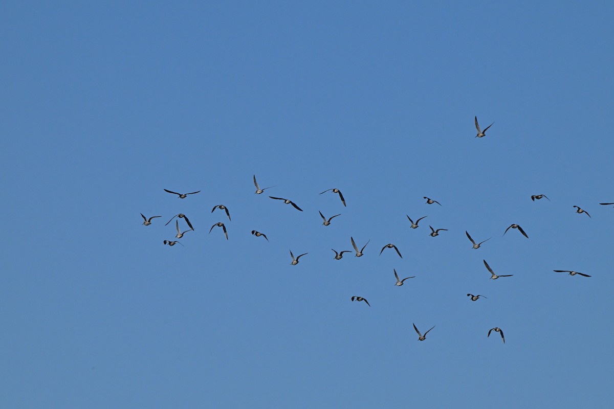 Short-billed Dowitcher - ML636806306