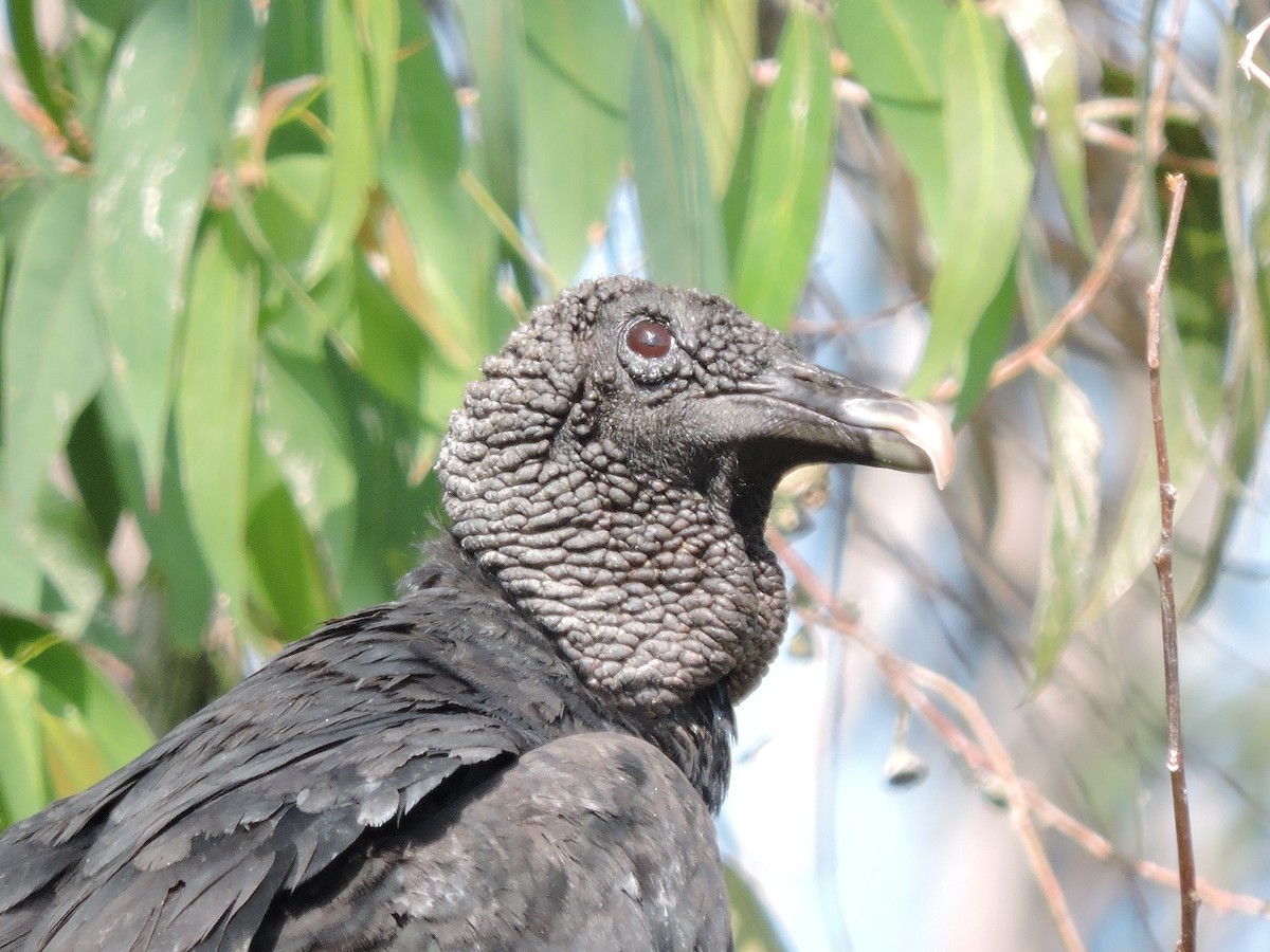 Black Vulture - ML636806328
