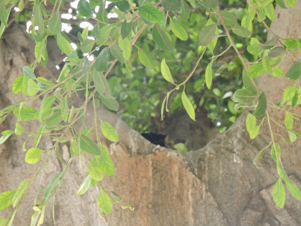 Black Vulture - ML636806331