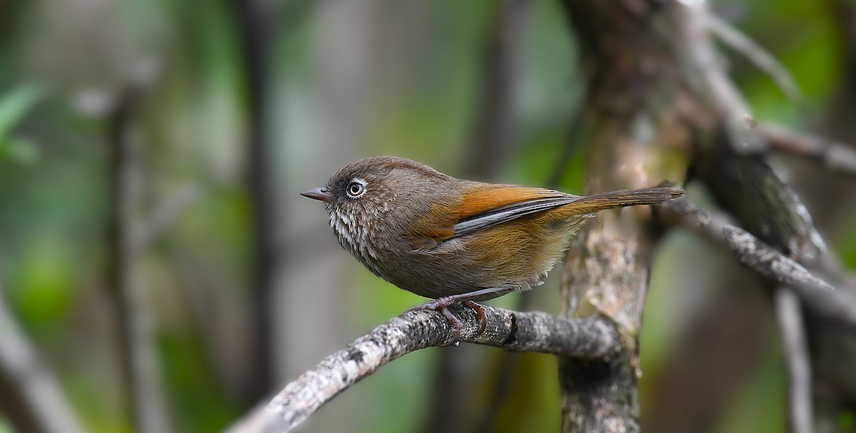 Taiwan Fulvetta - ML636806396