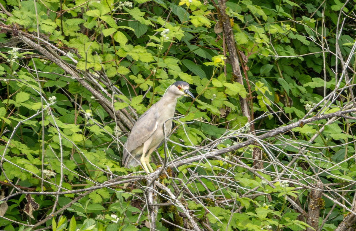 kvakoš noční - ML636806409