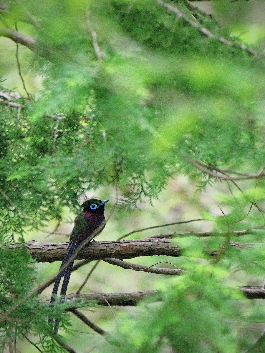 Black Paradise-Flycatcher - ML636806485
