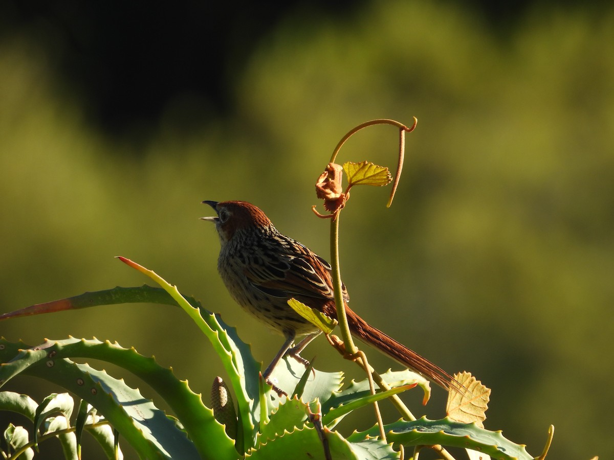 Cape Grassbird - ML636806523