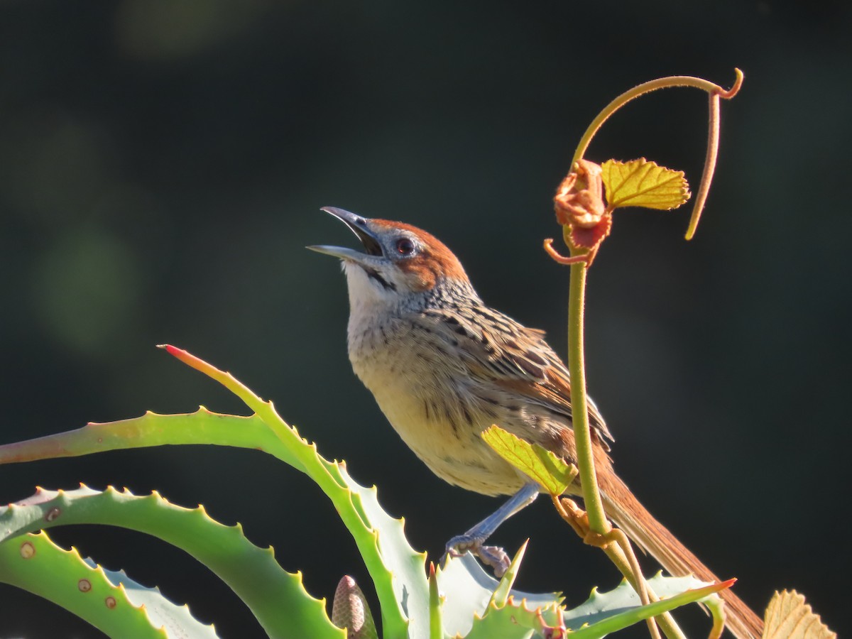 Cape Grassbird - ML636806547