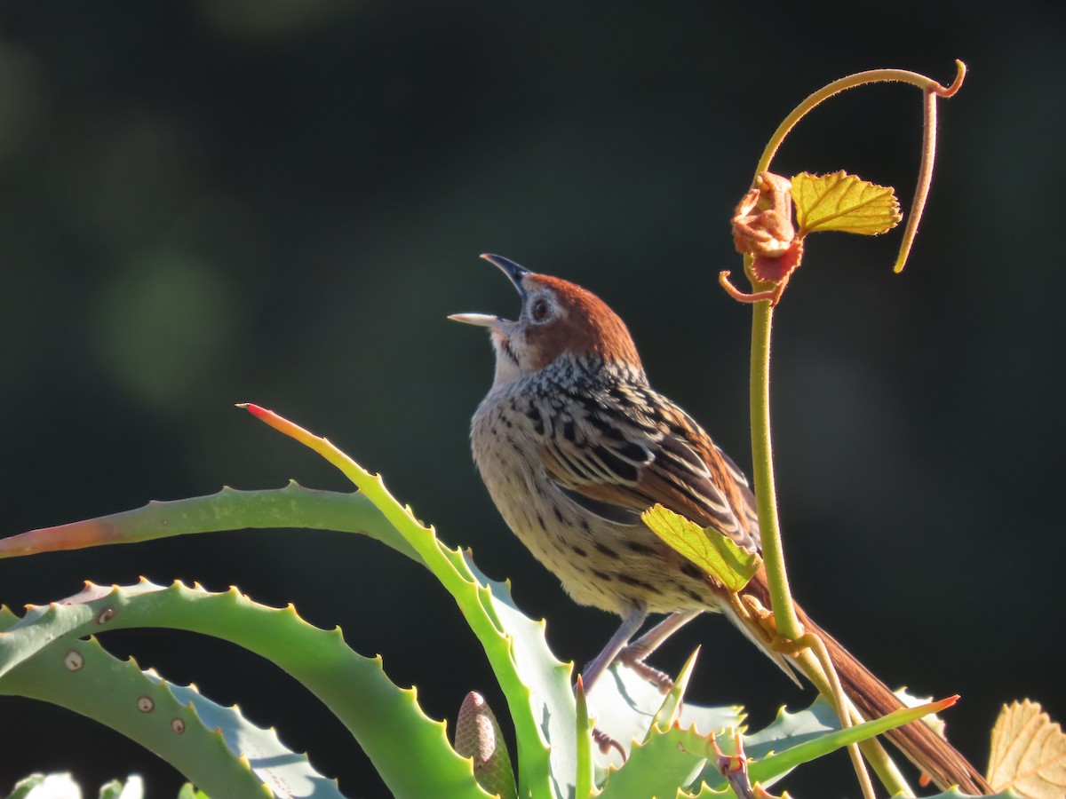 Cape Grassbird - ML636806548