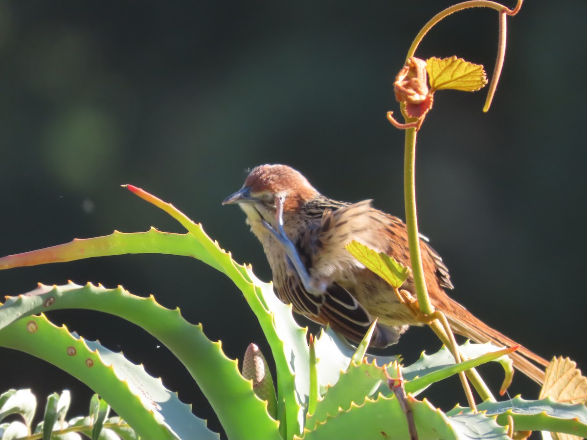 Cape Grassbird - ML636806549