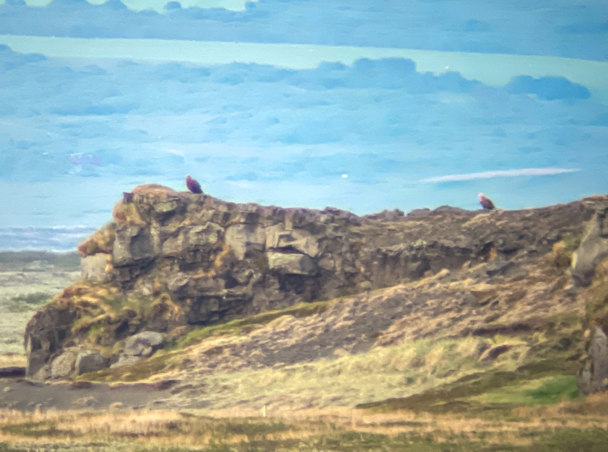 White-tailed Eagle - ML636806563