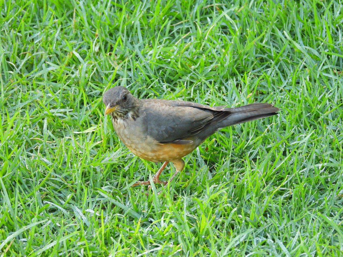 Olive Thrush - ML636806566
