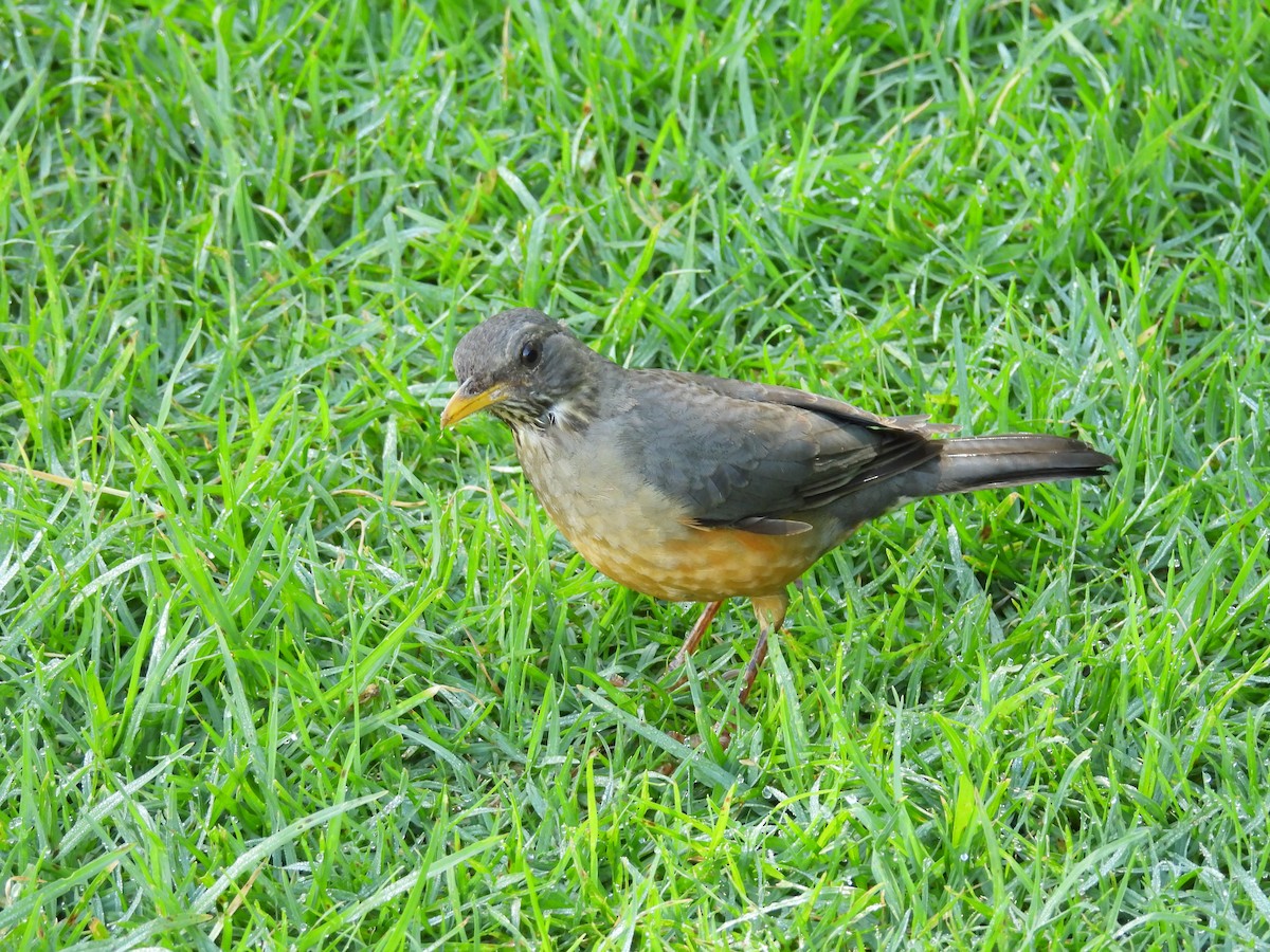 Olive Thrush - ML636806567