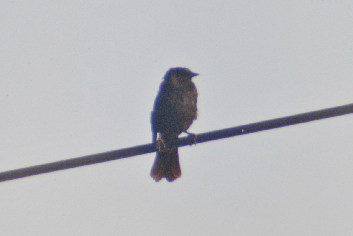 Red-winged Blackbird (Red-winged) - ML63680661