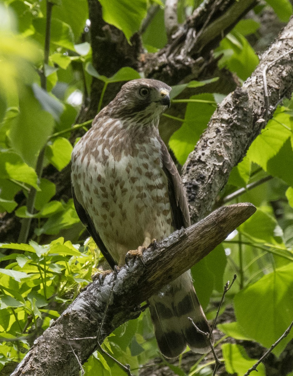 Broad-winged Hawk - ML636806658
