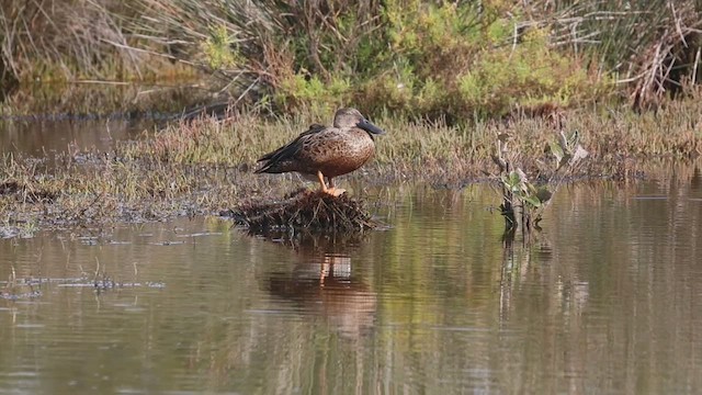 Australasian Shoveler - ML636806702