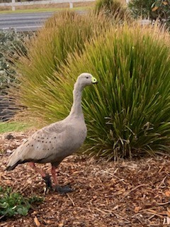 Cape Barren Goose - ML636806793