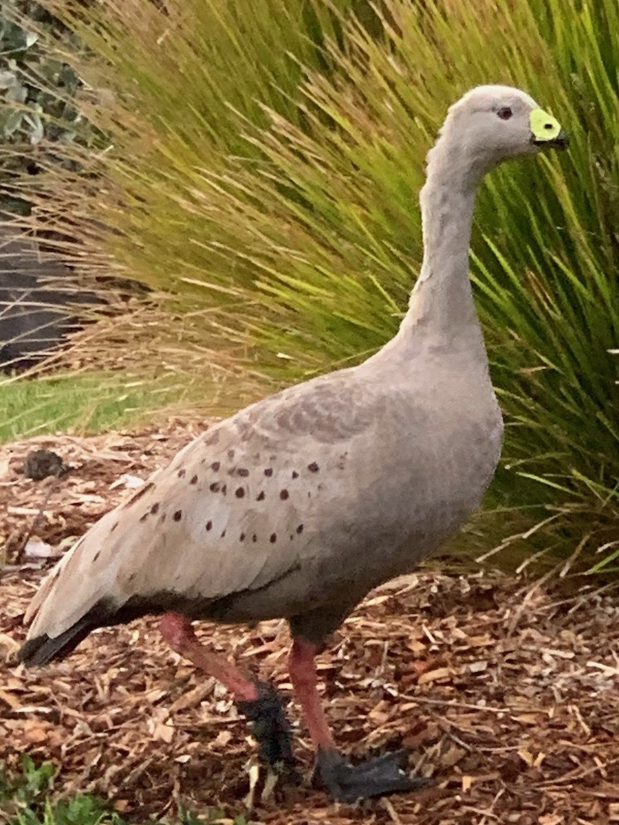 Cape Barren Goose - ML636806794