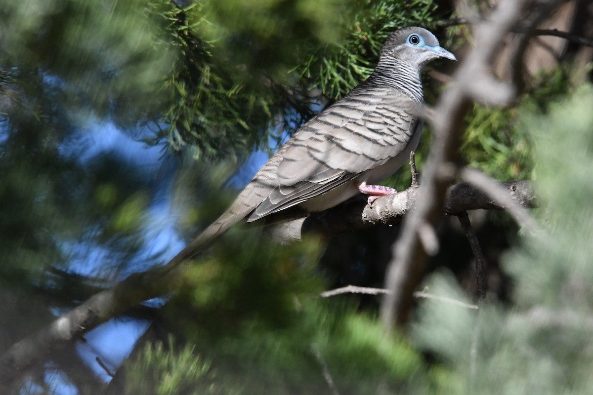 Peaceful Dove - ML636806850