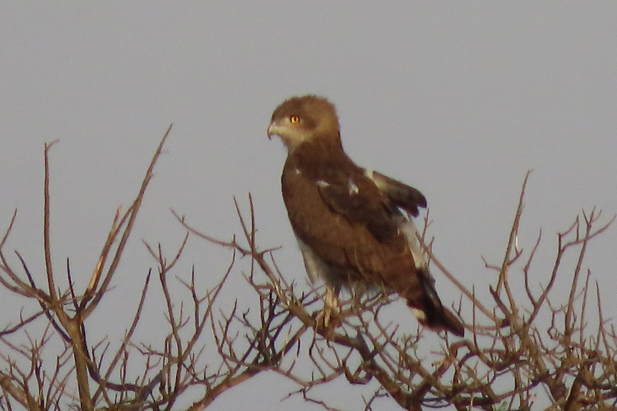 Beaudouin's Snake-Eagle - ML636806971