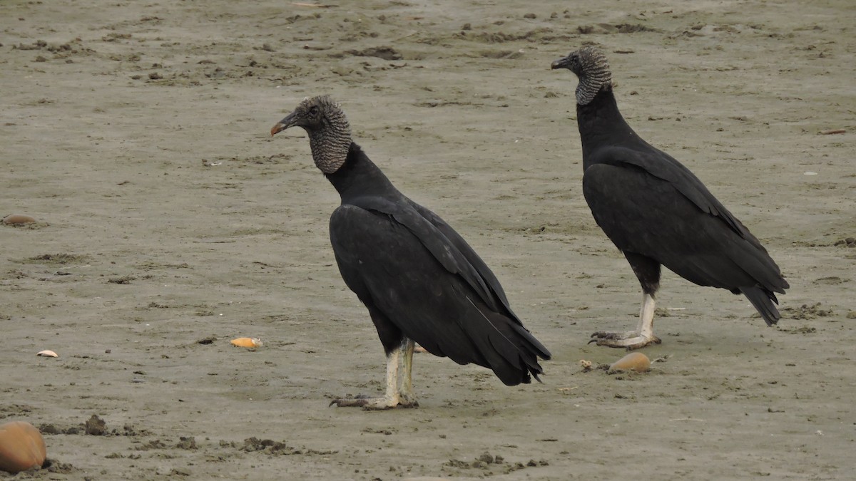 Black Vulture - ML636806978