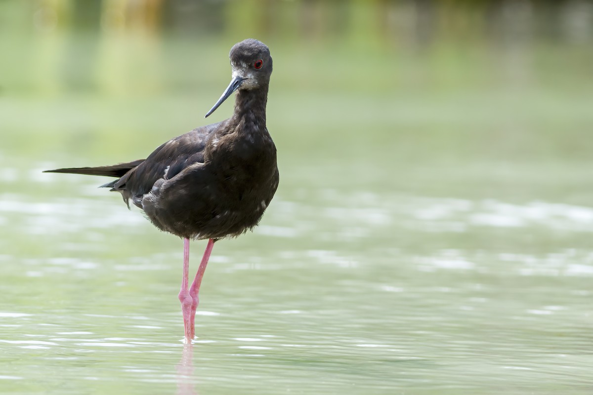 Black Stilt - ML636806989
