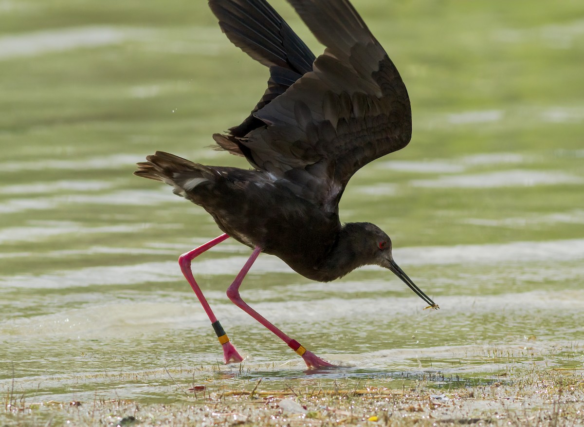 Black Stilt - ML636806990