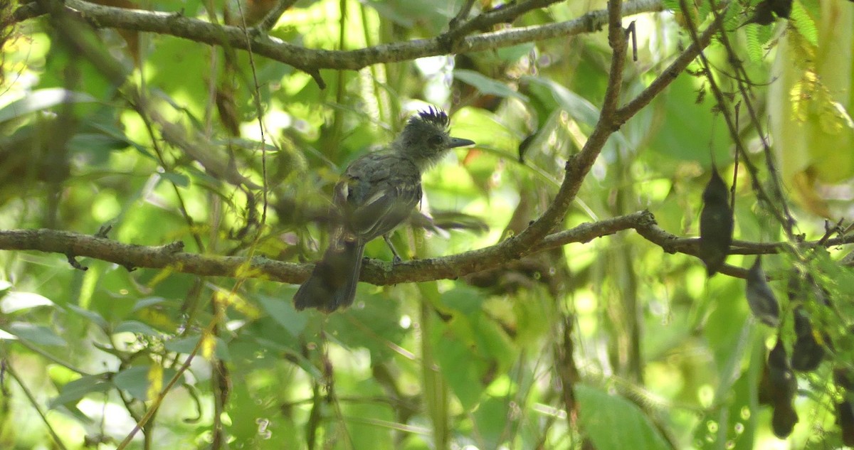 Sooty-crowned Flycatcher - ML636807054