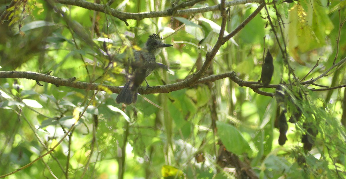 Sooty-crowned Flycatcher - ML636807055