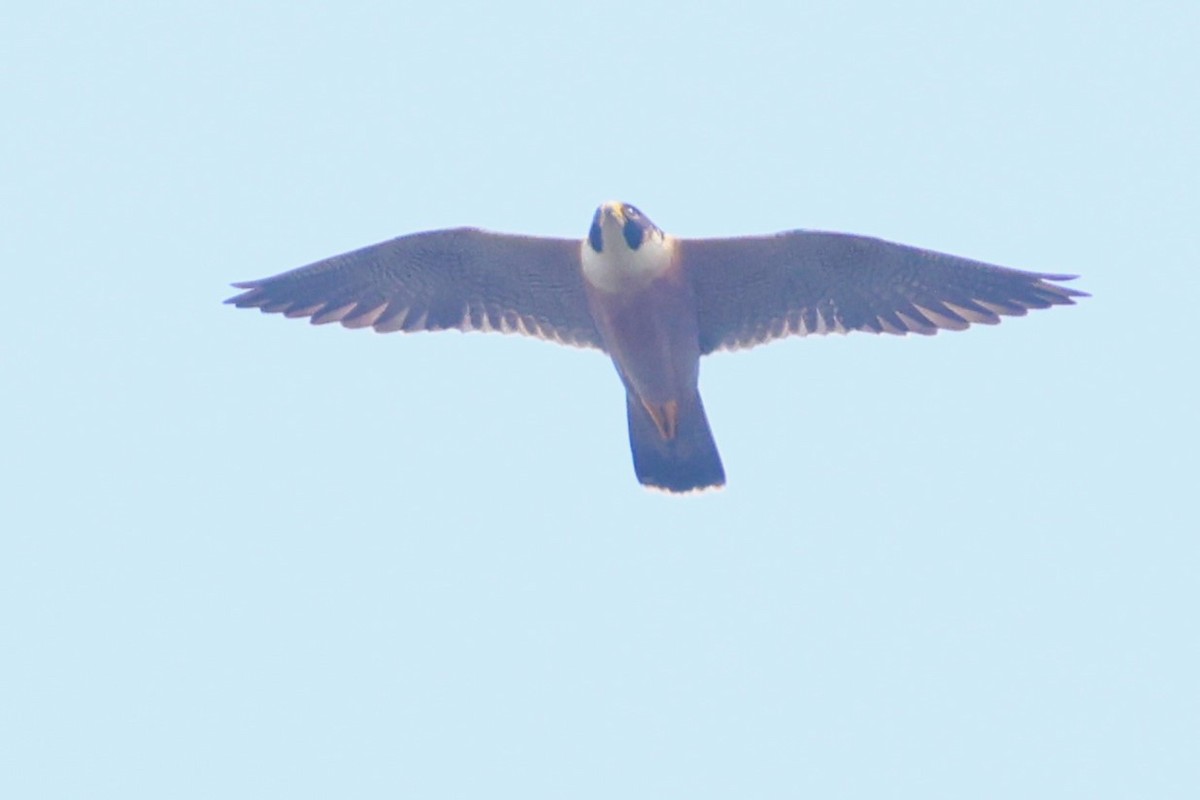 Oriental Hobby - ML636807062
