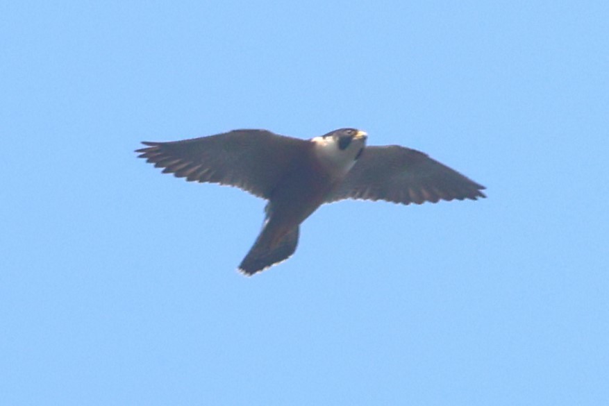 Oriental Hobby - ML636807067