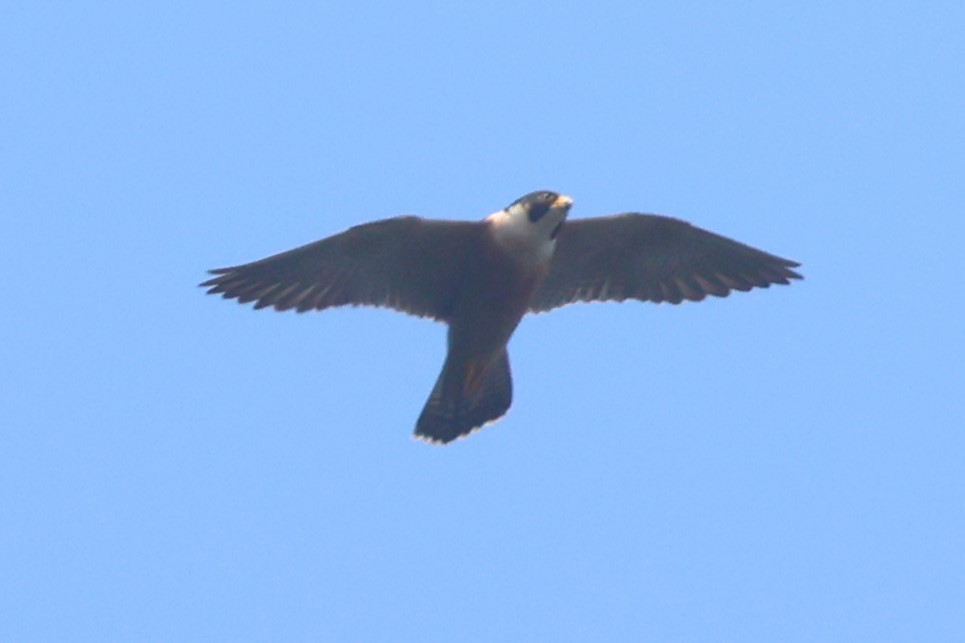 Oriental Hobby - ML636807069