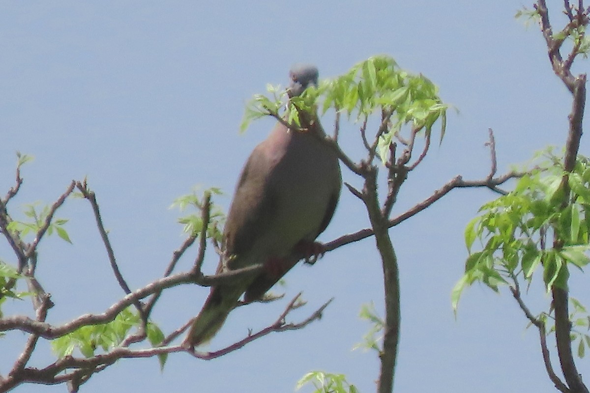 Vinaceous Dove - ML636807132