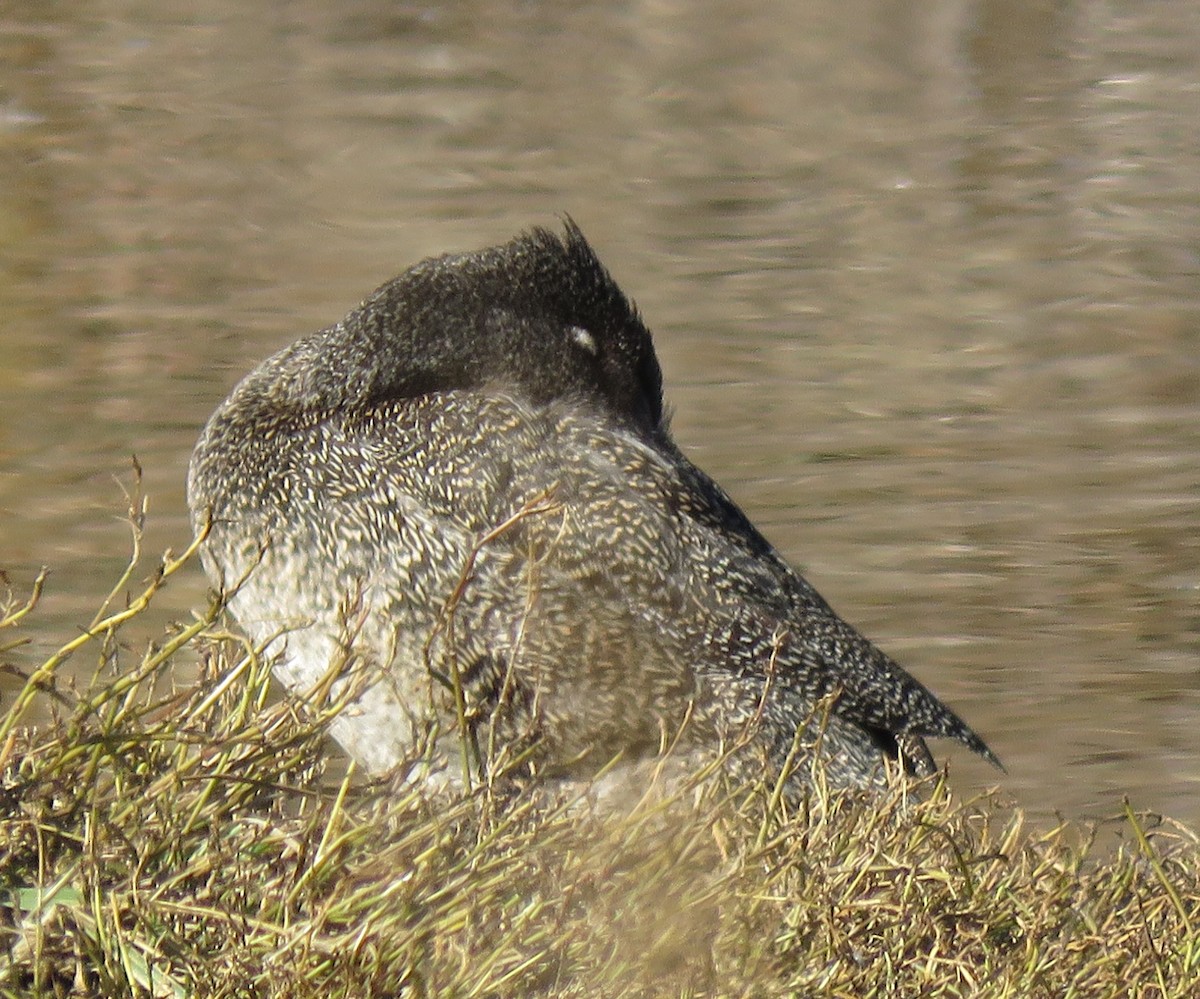 Ahate nakanduna - ML636807148