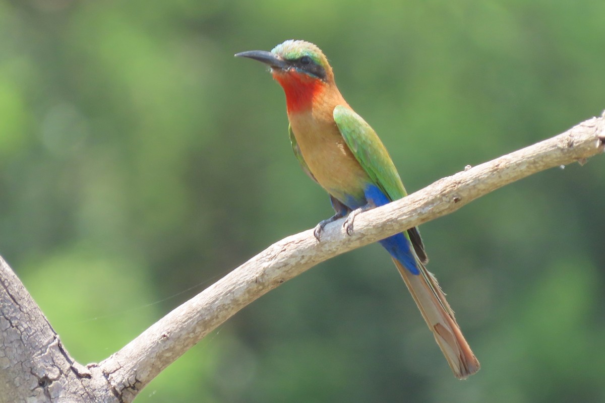 Red-throated Bee-eater - ML636807153