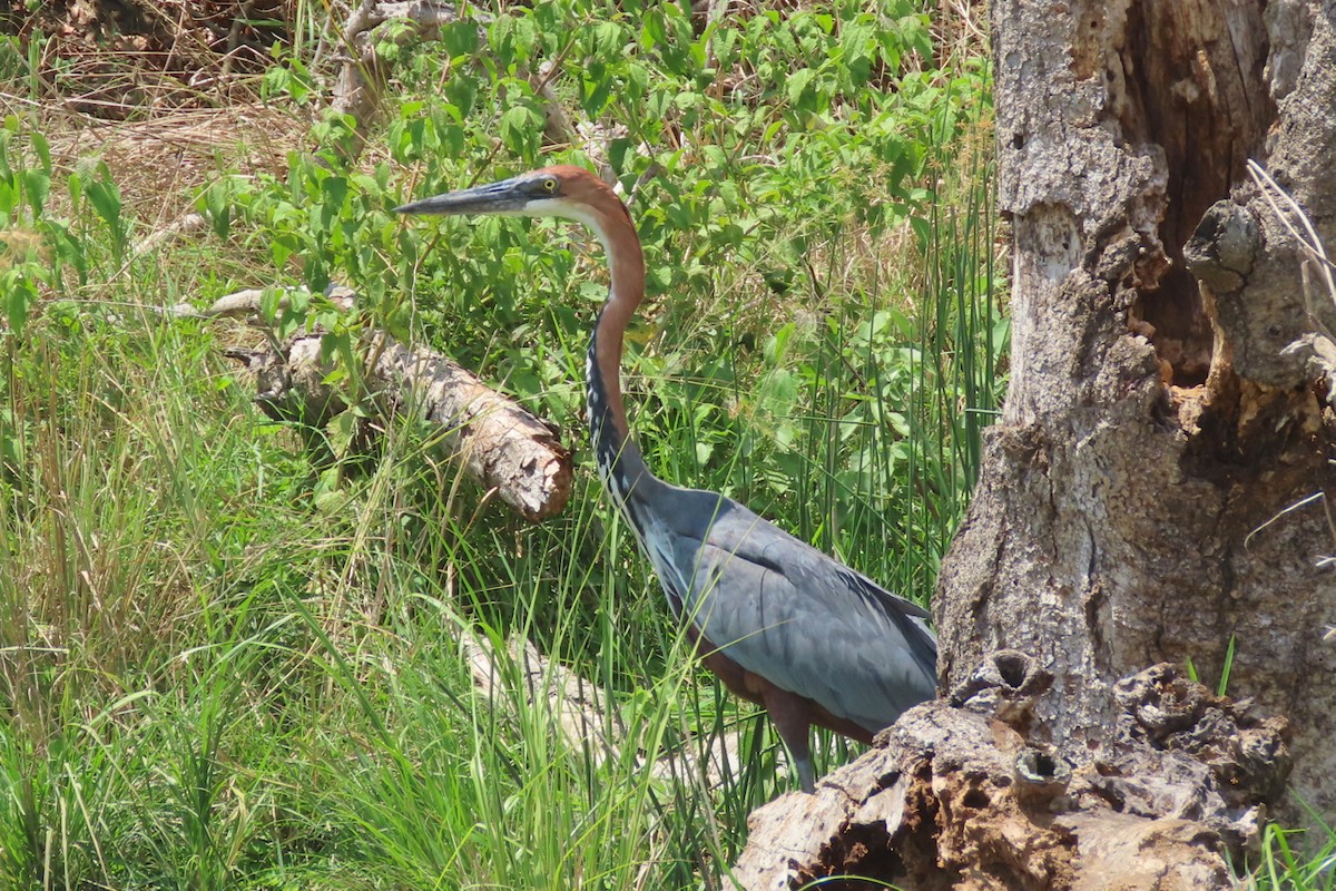 Goliath Heron - ML636807160