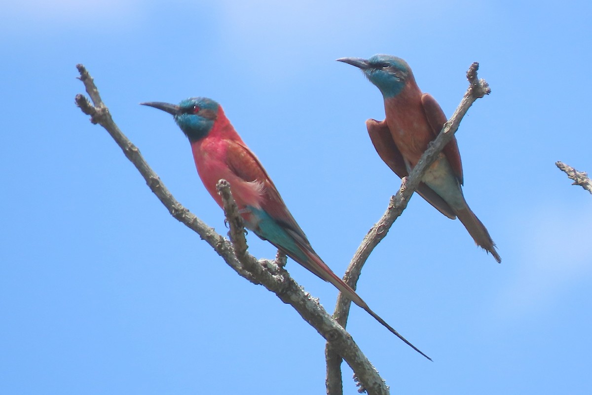 Northern Carmine Bee-eater - ML636807166