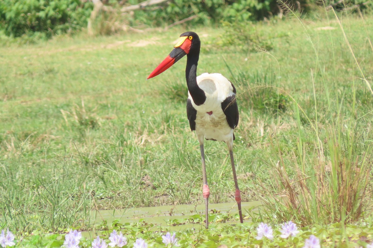 Saddle-billed Stork - ML636807174