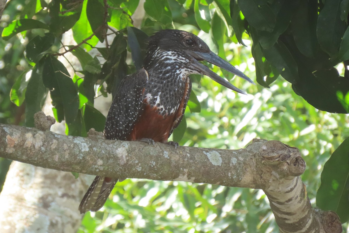 Giant Kingfisher - ML636807188
