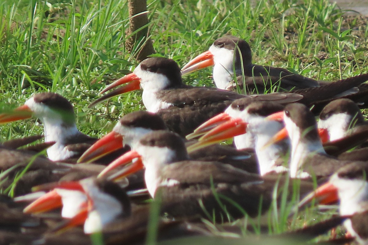 African Skimmer - ML636807196