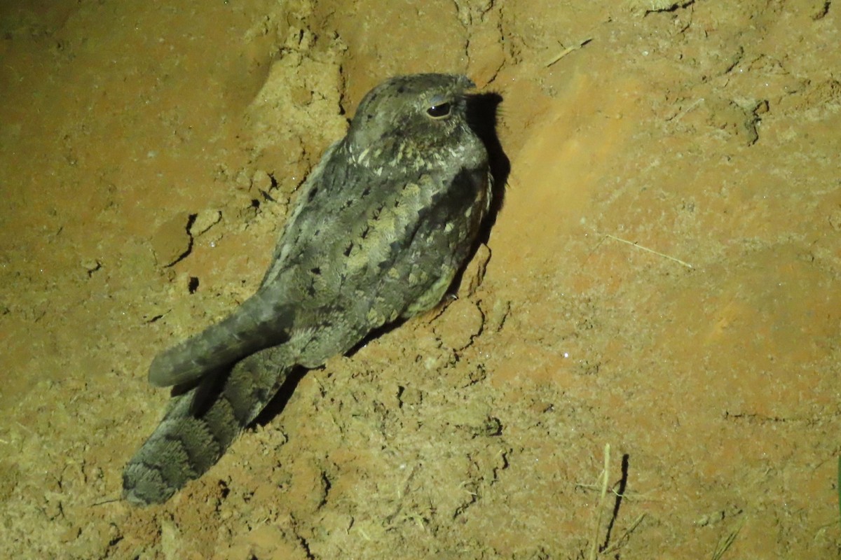 Square-tailed Nightjar - ML636807207
