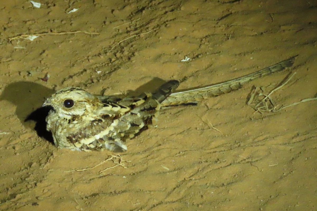 Long-tailed Nightjar - ML636807211