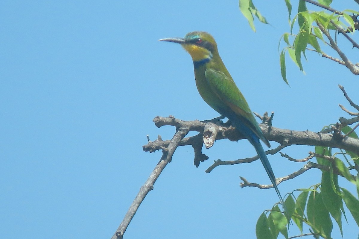 Swallow-tailed Bee-eater - ML636807226