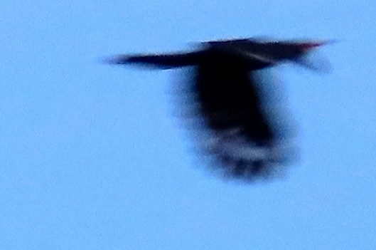 Black Scimitarbill - ML636807236